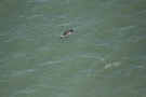 Missing Picture